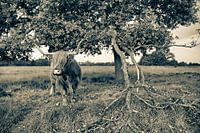 Schotse hooglander naast eik in sepia