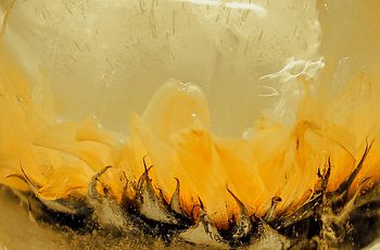 Fleurs gelées (tournesols)