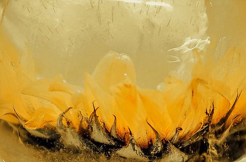 Gefrorene Blumen (Sonnenblumen)