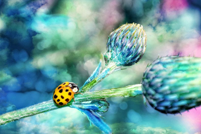 Lieveheersbeestje in blauw van Claudia Evans