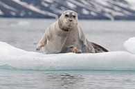 Bearded seal resting on icefloe by Peter Zwitser thumbnail