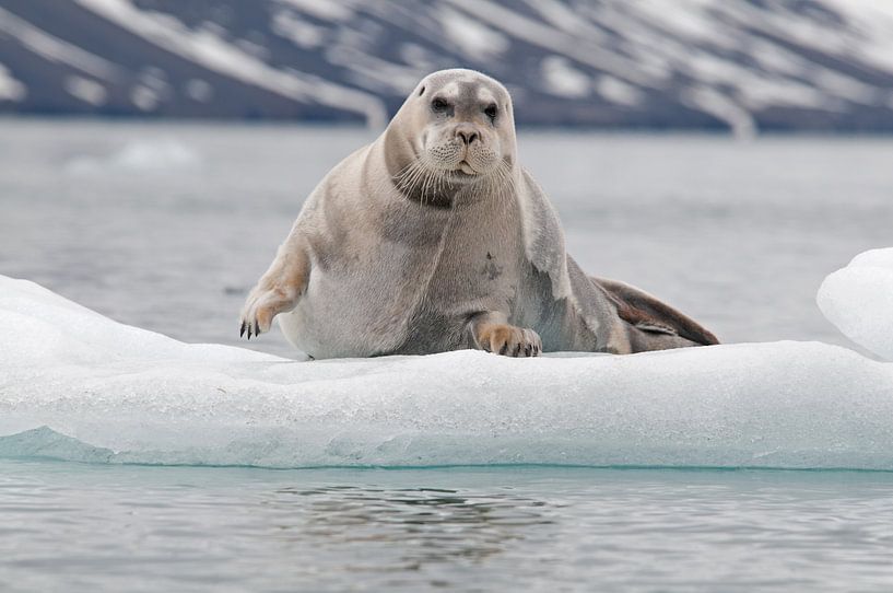 Bearded seal resting on icefloe by Peter Zwitser