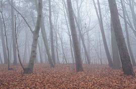 Bos in de mist van Elroy Spelbos Fotografie