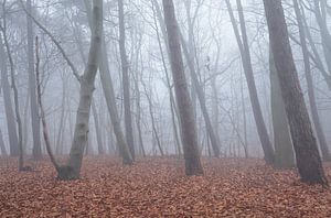 Bos in de mist