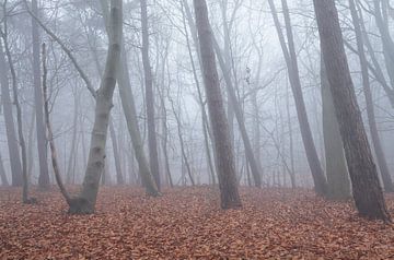 Bos in de mist van Elroy Spelbos Fotografie