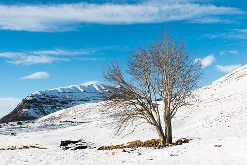 De mythologische lijsterbes van Sandfell in IJsland