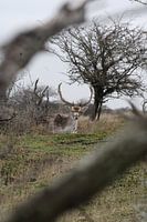 Cerf rouge