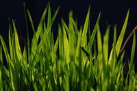 Groen gras