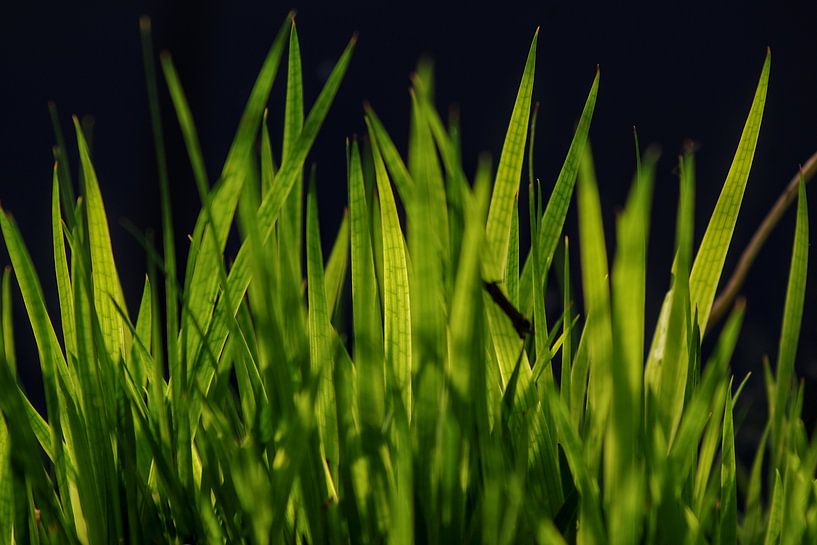 Herbe verte par Bruton Gaster