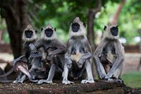 Monkey business
