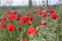 coquelicots
