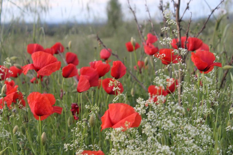 poppies by Patrick van beek76