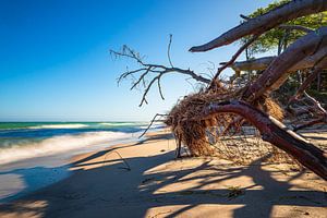 Umgestürzter Baum am Weststrand auf dem Fischland-Darß