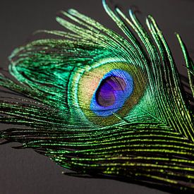 Colorful Peacock Feather by Part of the vision
