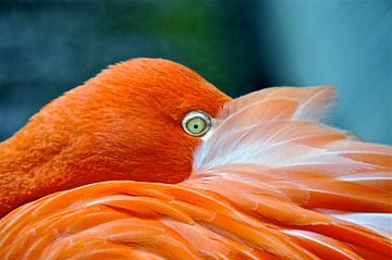 Flamingo Close up van Bea Moedt