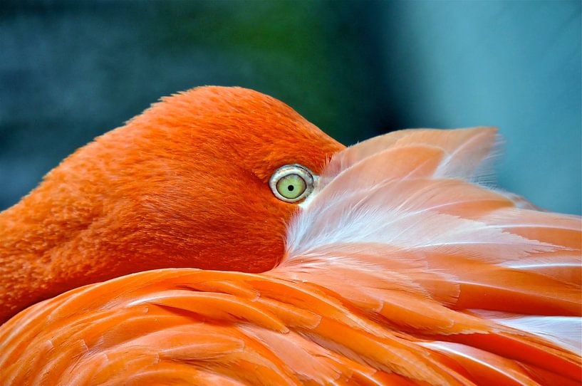 Flamingo Close up by Bea Moedt