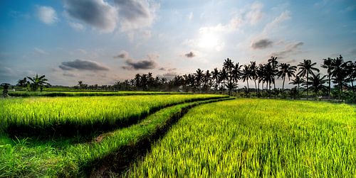 rijstvelden op Bali, Indonesië - 4