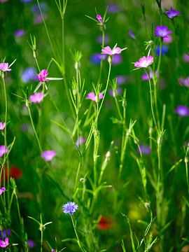 Zomers Wilde bloemenveld met korenbloem, klaproos en de bolderrik. van Jan-Willem Jonker