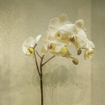 Orchidee in Beige / Zilver. Japandi. van Alie Ekkelenkamp