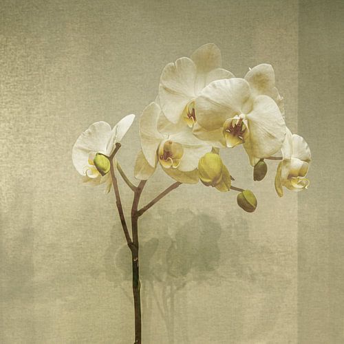 Orchidee in Beige. Japandi. von Alie Ekkelenkamp