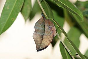 Indischer Blattschmetterling