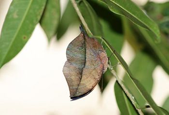Indische bladvlinder