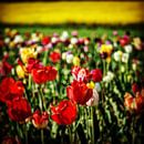 Tulpen Landschaft von Dusan Pintner Miniaturansicht