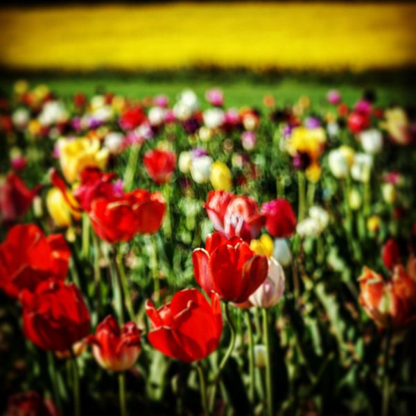 Tulpen Landschaft von Dusan Pintner