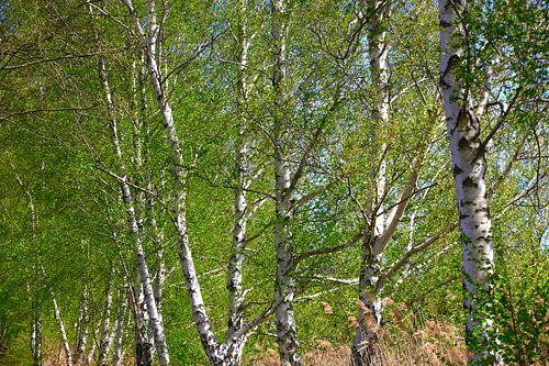 Birch