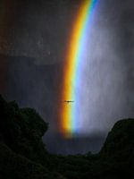 Möwe fliegt durch den Regenbogen am Skógafoss in Island