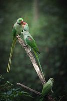 De beaux oiseaux de paradis sur une branche