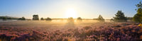 Lever de soleil sur un paysage de landes par une belle matinée