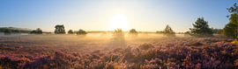 Sonnenaufgang über einer Heidelandschaft an einem wunderschönen Morgen von Sjoerd van der Wal Fotografie