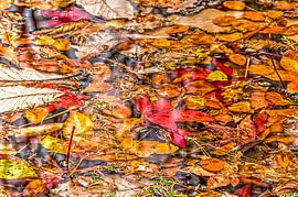 Autumn Collage by Frans Blok - photos, art and other wall decoration