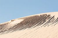 Motifs de sable sur un talus dunaire à Terschelling