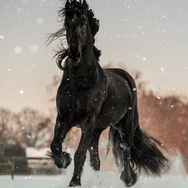Powerful Friesian horse in the snow by Cynthia Verbruggen