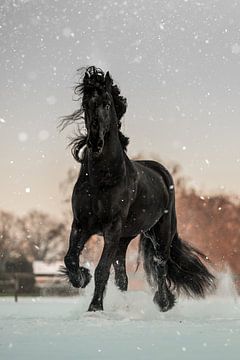 Powerful Friesian horse in the snow