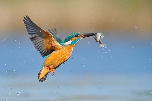 IJsvogel - In een flits