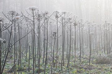 Blooming hogweed on a cold morning by Mike Bos