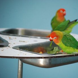 Vogels zitten te eten van Suzanne Brok