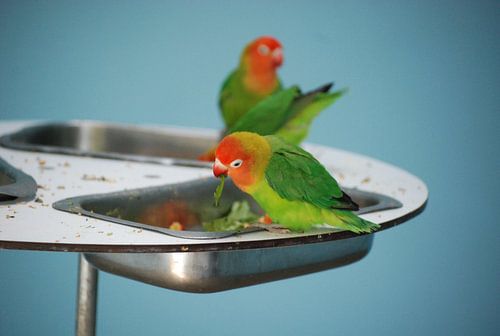 Vogels zitten te eten
