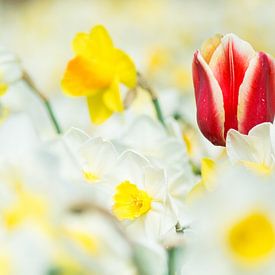 Tulp tussen narcissen
