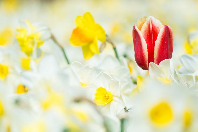 Tulip in between narcissus  by Jelmer Jeuring