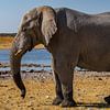 Olifant in Etosha National Park in Namibië van Jessica Lokker