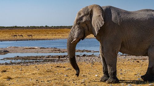Olifant in Etosha National Park in Namibië van Jessica Lokker