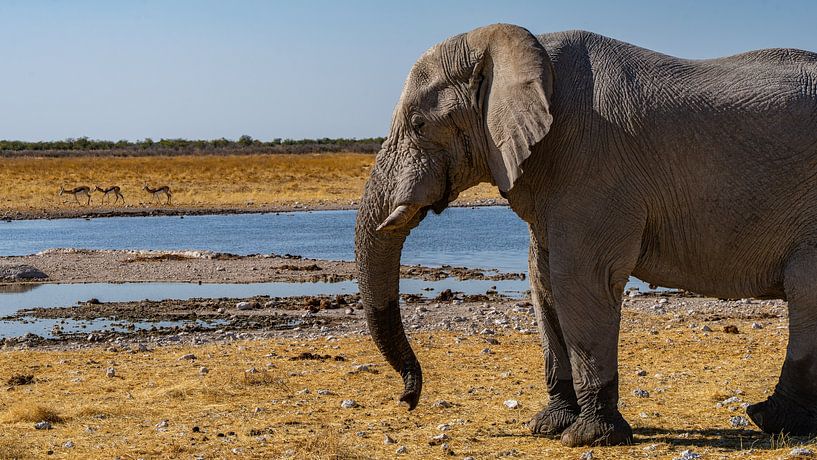 Elephant in Etosha National Park in Namibia by Jessica Lokker