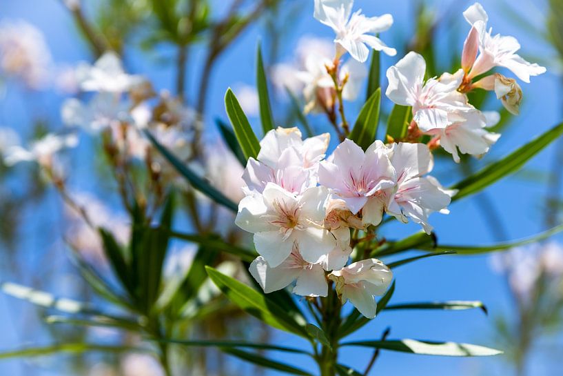 Oleander van Irene Hoekstra