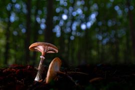 Paddestoelen in het bos.