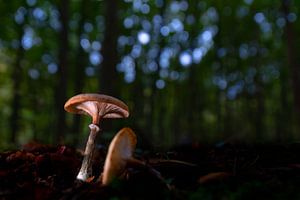 Pilze im Wald. von Erik de Rijk
