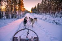 cooler Sonnenuntergang während einer Huskyfahrt